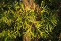 Platycerium bifurcatum. The names Ã¢â¬Åstaghorn fernÃ¢â¬Â and Ã¢â¬Åelkhorn fernÃ¢â¬Â are often used interchangeably.